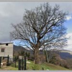 La-grande-quercia.-San-Vittorino-di-Cerro-al-Volturno—Is–Molise
